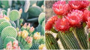 Agaves, or century plants, take from five to fifty years to finally flower, often with a spectacular flowering stalk. 7 Places To Go In Arizona That Feature Stunning Cacti Blooms Wildflowers Narcity