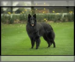 Paws'n'pups features puppies currently available for sale as well as expected litters for all breeds listed below. Belgian Sheepdog Puppies For Sale In Usa Page 1 10 Per Page Puppyfinder Com