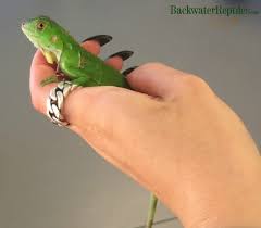 Do not forget that the variety of your diet is the like the baby iguanas, the young eat a couple of times a day, although in greater quantity. What Do Green Iguanas Eat