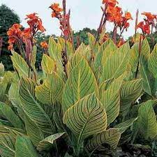 Pin On Outdoor Garden Ideas