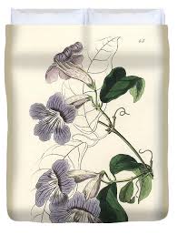 Image result for Bignonia callistegioides