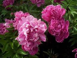 We offer fresh cut flowers for weddings and retail sales of plants, root divisions, and blooms. Propagating Peony Plants How To Divide Peonies