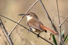 Birding Bolivia Bird Species Bird Beautiful Birds