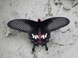 Open Wing Position Of Pachliopta Aristolochiae The Common Rose Incredible Creatures Open Wings Butterfly