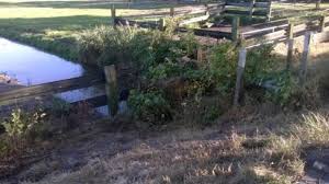 Hoewel de japanse duizendknoopplant op bamboe lijkt (en ook wel amerikaanse bamboe, japanse bamboe of mexicaanse bamboe wordt genoemd), is het geen bamboe. Een Verraderlijke Schoonheid Groenlinks