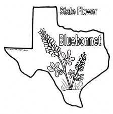 This tutorial shows the sketching and drawing steps from start to finish. Bluebonnet