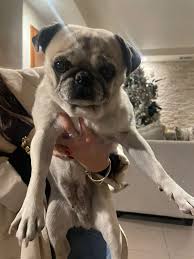 SE ENCONTRÓ A SU DUEÑO GRACIAS‼️ Me encontré a esta perrita por el callejón  Juárez y 34 por si alguien la está buscando me puede enviar mensaje !!! La  tengo resguardada