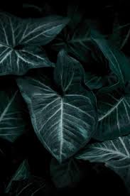 Find background gradasi hijau army image, wallpaper and background. Wallpaper Green Leaf Grass Nature Water Forest Tree Colorful Wood Yellow Pikist