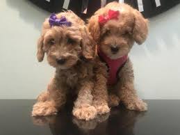 Goldendoodle puppies palm beach county. F1b Mini Goldendoodle S For Sale In Jupiter Florida Classified Americanlisted Com