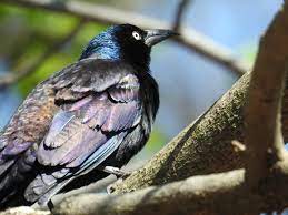 These include seeds, fish, and fruits. Get Grackles Off Seed Feeders Birdseed Binoculars