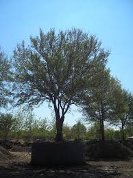 Jacksons life at home series. Tree Farm Prosper Texas Prosper Tx Tree Sales Tree Source Inc Tree Nursery Dallas Texas Great Trees Great Service Great Prices Tree Installation Or Pickup Tree Nursery Dallas Fort Worth Texas
