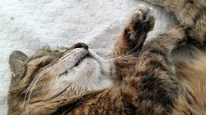 Wenn Deine Katze Im Sterben Liegt Katzenverhaltensberatung Katzenpsychologie Tierheilpraxis Fur Katzen