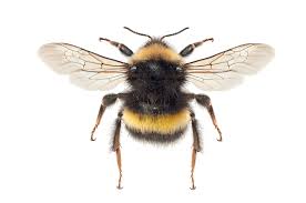 Image result for Bombus magnus