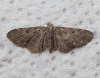Image result for Eupithecia tripunctaria