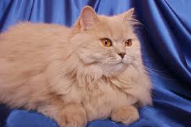 Their legs tend to be short but strong. British Long Haired Cat Brit