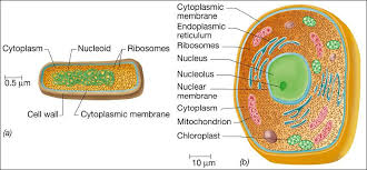 What is the role of the nucleus of a eukaryotic cell. What Does Eukaryotic Cells Mean Socratic