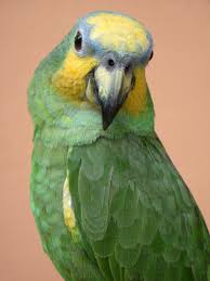 Amazon parrots are highly intelligent birds, very outgoing and renowned talkers. Orange Winged Amazon Parrot Zupreem Pet