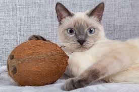 The water from the coconut occurs naturally by the nutrients absorbed from the soil. Can Cats Eat Coconut What About Coconut Milk Or Water