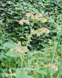 Image result for Hydrophyllaceae