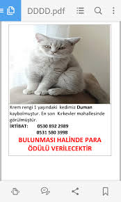 Cankiri Kayip Kedi Goren Duyan