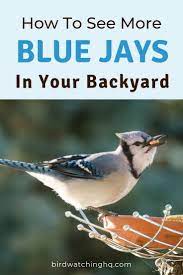Attract Blue Jays With These 4 Simple Strategies 2021 Bird Watching Hq Backyard Birds Watching Backyard Birds Sanctuary Backyard Birds Feeders