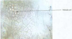 Image result for Fadogia cienkowskii