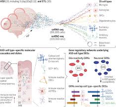 Molecular cascades and cell type–specific signatures in ASD revealed by  single-cell genomics | Science