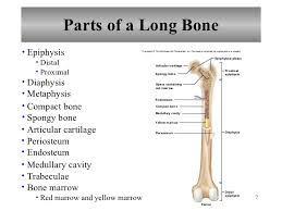 Giving children lifelong knowledge of the skeleton and bones. Chapter 7 Skeletal System