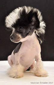 Although they don't need to be brushed, they do require regular baths. Cat Grooming Jacksonville Fl Cat Dyi Kitty Party Games Gorgeous Cats Cute Baby Animals Chinese Crested Puppy Hairless Dog