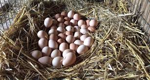 These unusual birds act as guards, alerting you with lots of noise whenever a human stranger, wild animal, or snake approaches. Guinea Fowl Eggs Cluckin