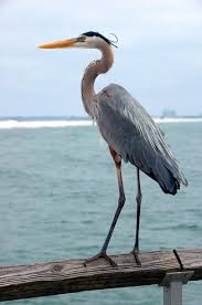 Pin On Birds