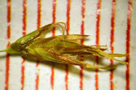 Image result for Digitaria appropinquata