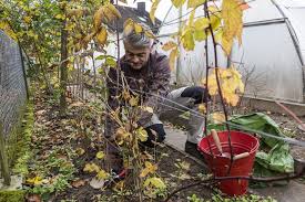 Himbeeren Schneiden Einfache Anleitung Himbeeren Pflege Garten Bepflanzen Himbeeren Pflanzen