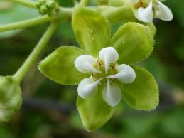 Image result for Pentarrhinum abyssinicum