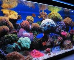 10 Best Led Lighting For Reef Tanks 2020 Reviews Guide