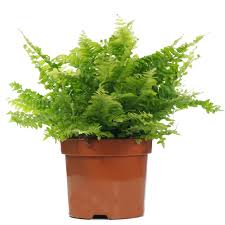 They like warm and humid conditions. Buy Nephrolepis Boston Sword Fern Houseplant Free Uk Delivery