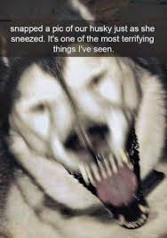 32 Pics That Will Make You Say Nope Funny Animal Jokes Really Funny Memes Funny Dog Memes