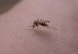 Saraay robles onlyfans SaraayRobles TELEGRAM VIP 🔞 0:10.