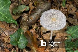 Image result for Coprinus lagopus