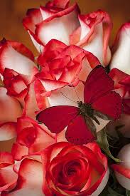 The Contemporary History Taiwan Republic Of China Butterfly Flowers Flowers Beautiful Flowers