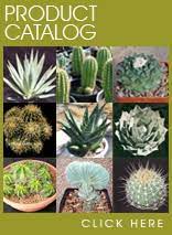 Some of 3491 n arizona avenue's amenities include in unit laundry, patio / balcony, and dishwasher. Arizona Cactus Sales The Best Source For Quality Desert Plants