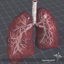 Lungs Anatomy 3d Model Ad Lungs Anatomy Model In 2020 Lung Anatomy Human Lungs Anatomy Models