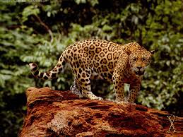 Awesome Great Jaguar Wallpaper Rainforest Animals Jaguar Animal Dangerous Animals