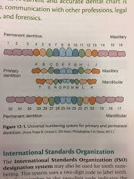 Chapter 12 Dental Charting Medicine Flashcards Quizlet