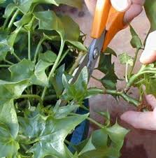 Propagating And Growing German Ivy Is Very Easy With A Few Simple Tips Healthy Plants Ivy Plants Plants