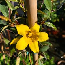 Image result for Gelsemium