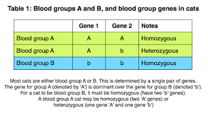 blood groups blood incompatibility international cat care