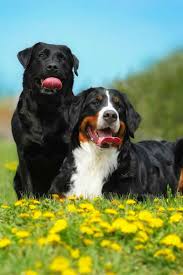 She is has been with children…. Bernese Mountain Dog Lab Mix Puppies For Sale Off 65 Www Usushimd Com