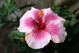 Cut back the overgrown branches to maintain. How To Prune Your Hibiscus And Why You Should The Practical Planter