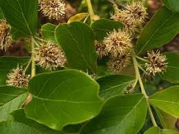 Image result for Combretum erythrophyllum